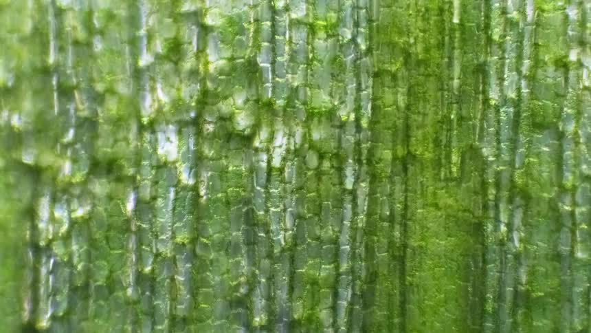 A zooming microscope shows cells moving inside a green plant