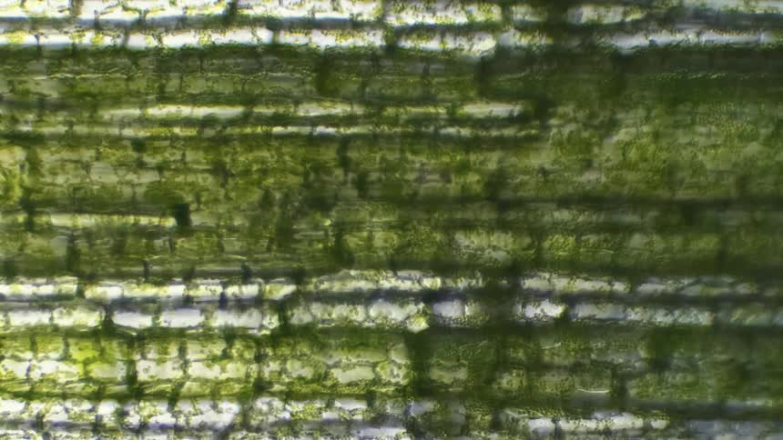 Microscopic view of plant cells moving