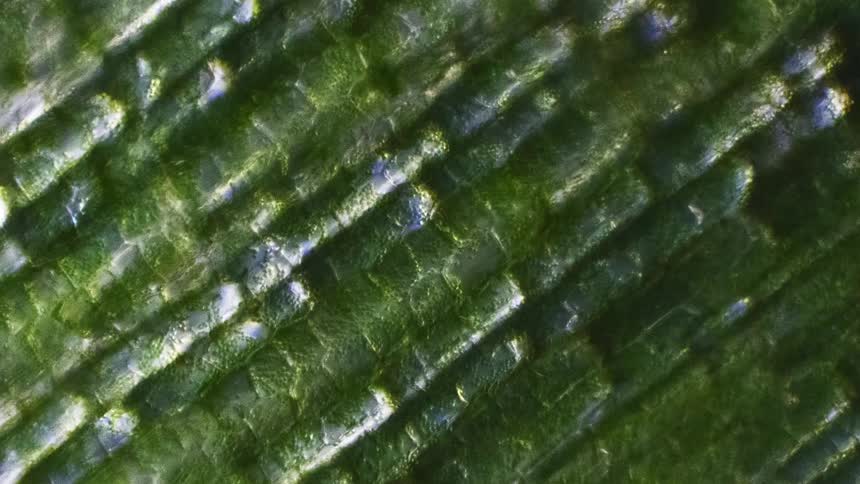 Cells of a plant move under a microscope