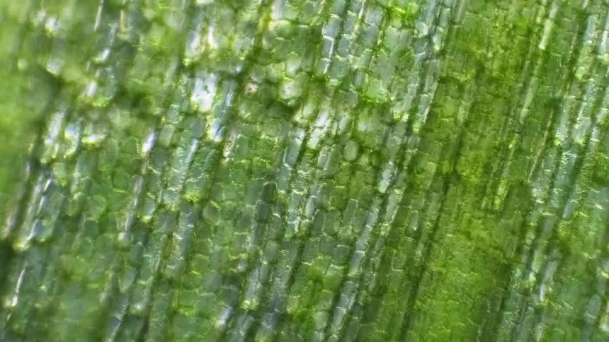 A dramatic shot of green cells moving inside a plant, shot under microscope