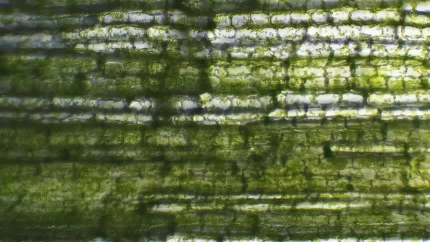 A moving microscope view of photosynthesis