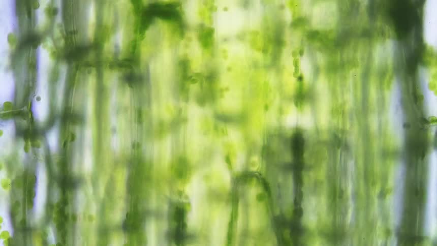 A moving view of green plant cells moving under a microscope