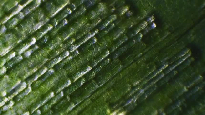 Cells move along membranes of plant