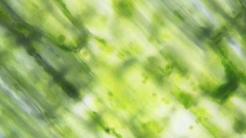 Green bubbles move in a maze like pattern on a digital screen