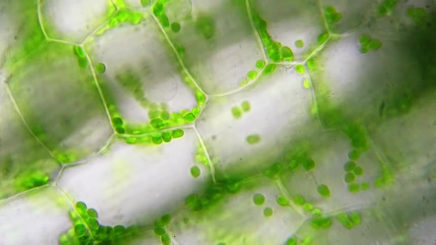 A microscope shows green plant cells move along membranes