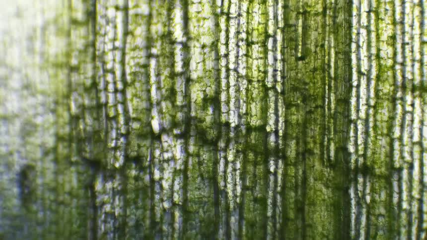 Green cells move along membranes of vegetation
