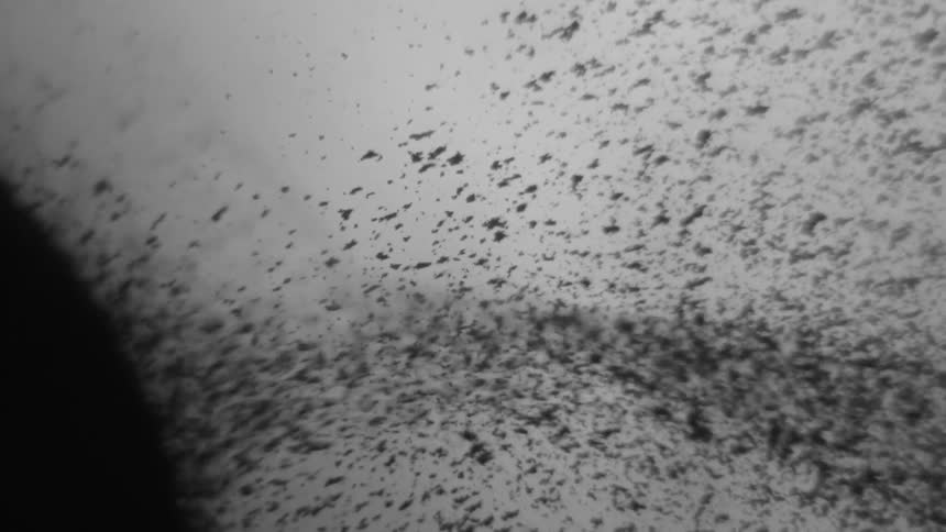 Abstract black specks flow rapidly through a clear liquid
