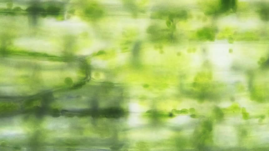 A moving microscope shows photosynthesis of a green plant