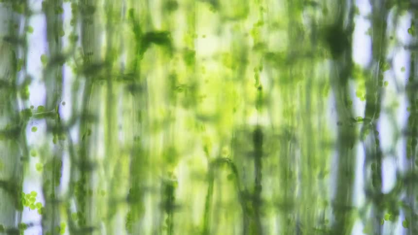 A microscope shows photosynthesis of a green plant
