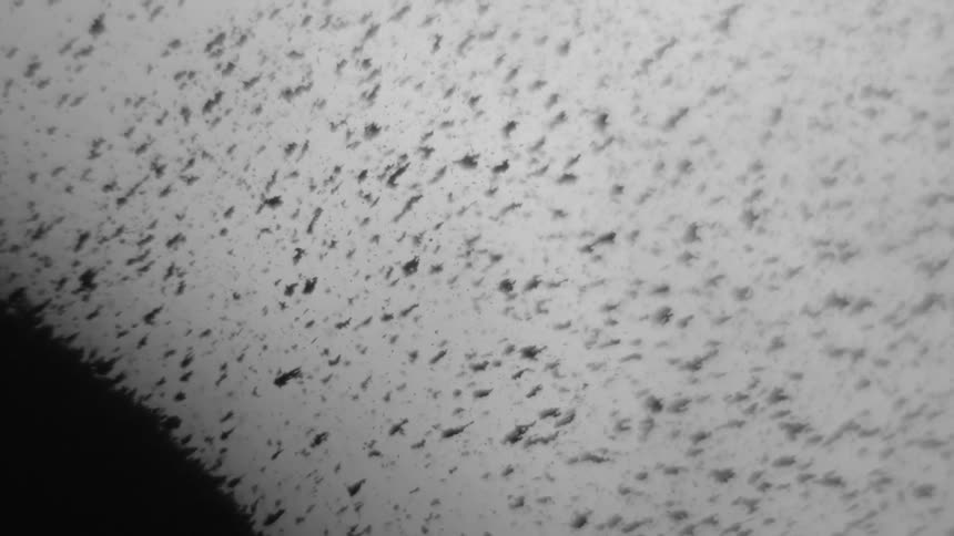 Macro shot of particles floating in a liquid substance