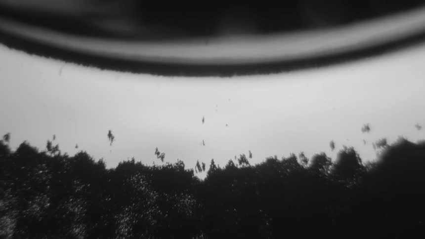 Small black specs float to the top slowly