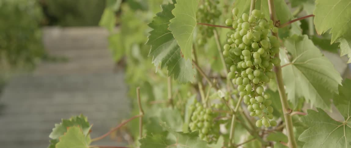 Vines have grapes hanging from them