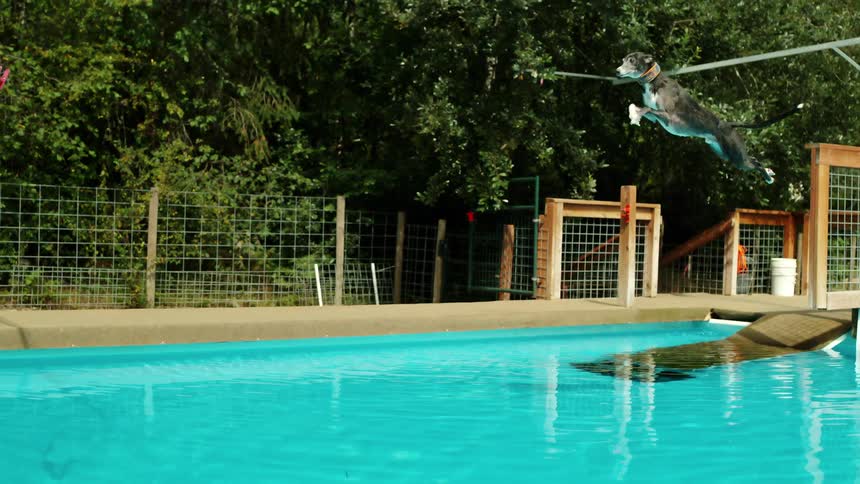 Dog runs and does a long jump in training course to catch a toy hangin over a pool