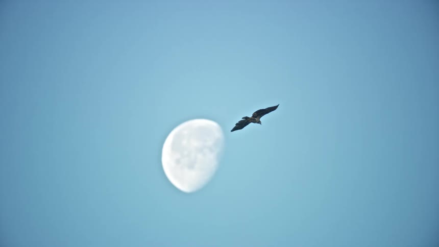 A bald eagle flying across the moon at midday