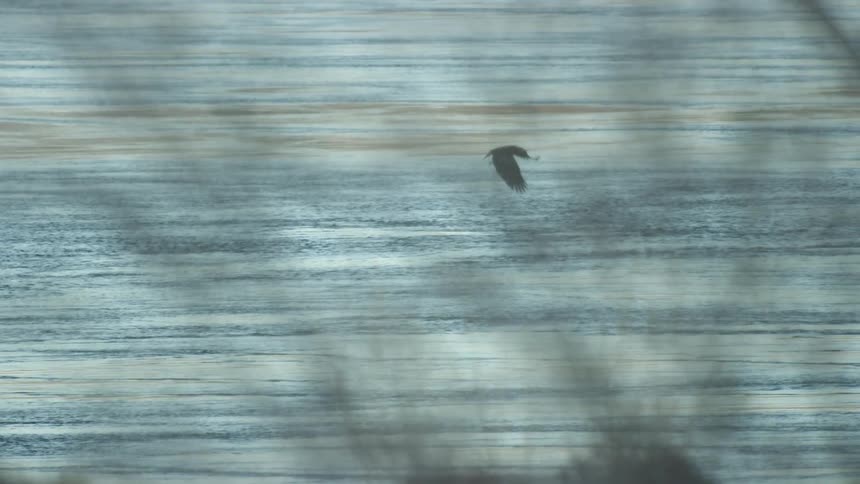 A Golden Eagle drops low onto the Columbia River and scoops a fish out of the water and flies off camera as seen from a birders perpective