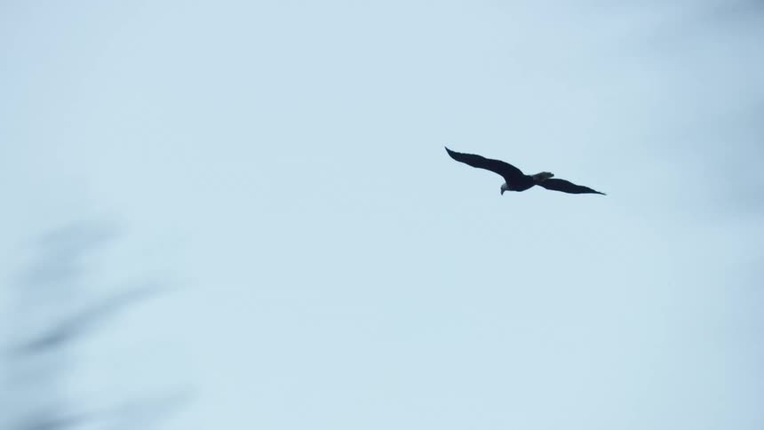 A bald eagle bird flying and flapping its wings with trees in the background