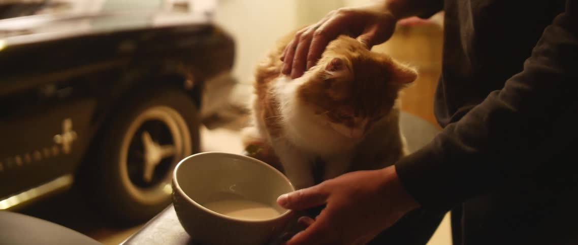 A person gives milk to a cat and pets it