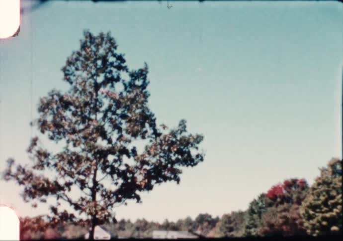 A view of a tree in a field