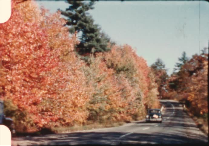 Autumn forest with trees