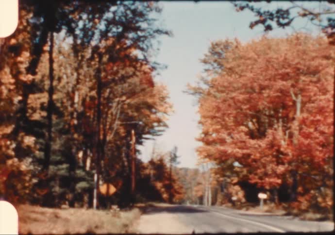 Orange leaves on forest trees on an autumn day