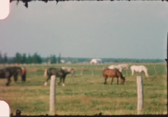 Horses walk around in the grass behind the fence