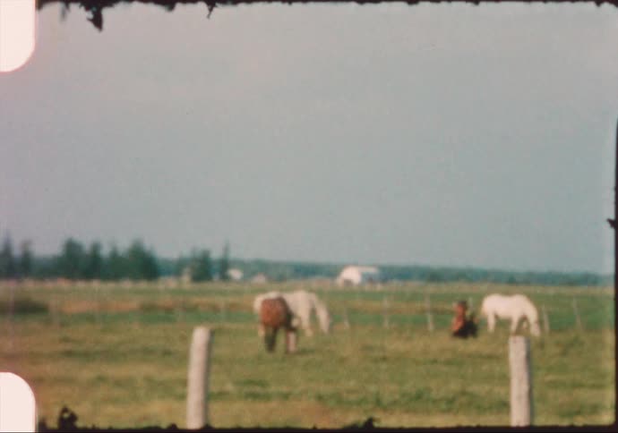 Horses graze on a fenced pasture in the countryside during the day
