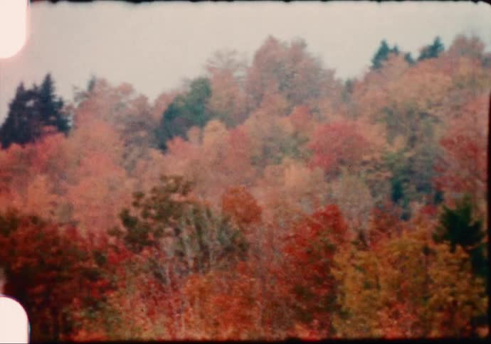 A view of trees in a forest