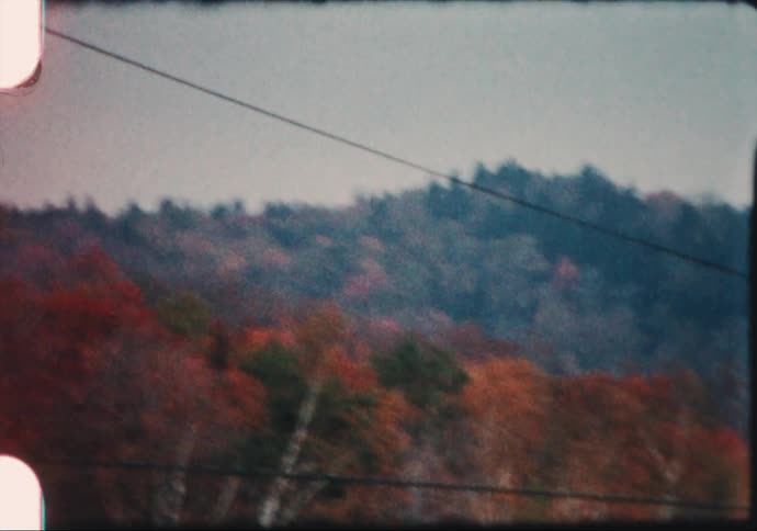 Yellowing leaves on the trees in the forest on the mountains caught on film