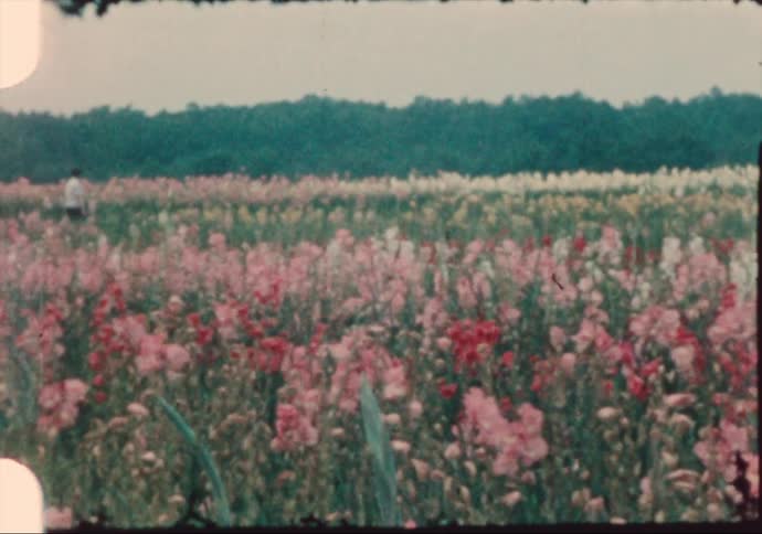 The field is full of colorful flowers