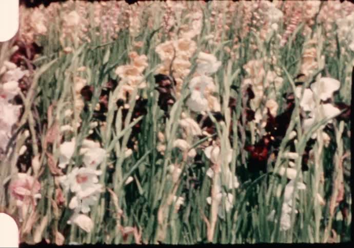 White flowers blossom