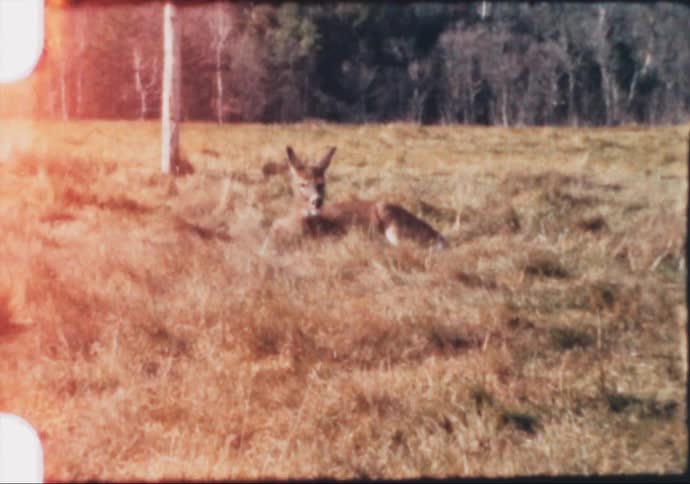 A deer chews as it lies in the grass with trees behind