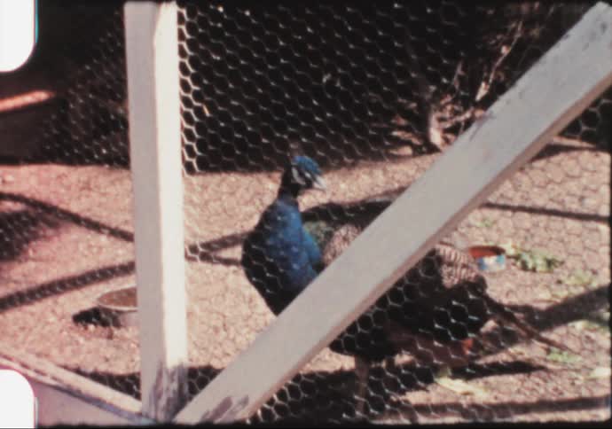 A peacock behind a wire fence in the zoo caught on vintage film