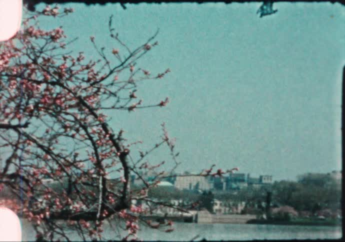 Cherry blossom trees bloom near the washington monument