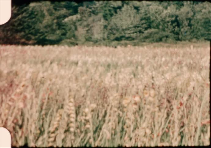 A view of flowers in a field at a farm