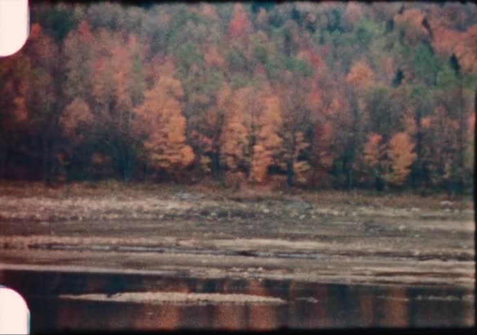 Pine tree forest near a lake in autumn caught on film