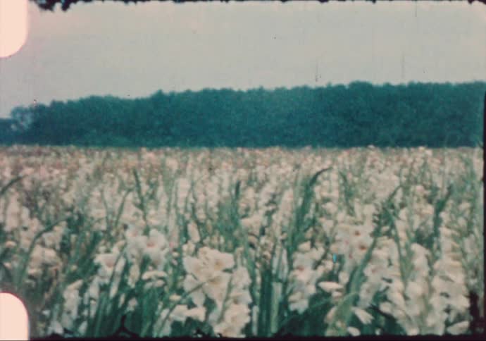 A field with plants and flowers with trees the sky and clouds in the background