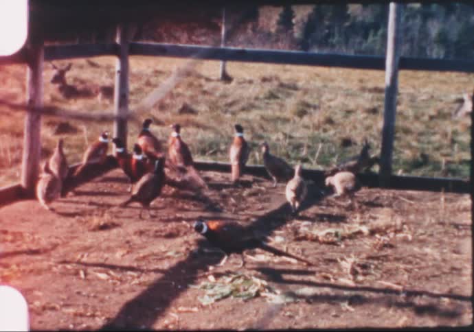 Birds walking around a fenced coop in the daytime