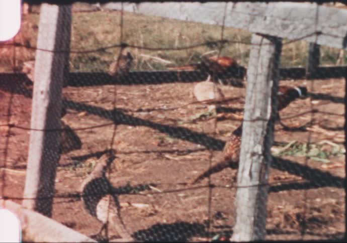 A view of pheasants in a cage on a farm