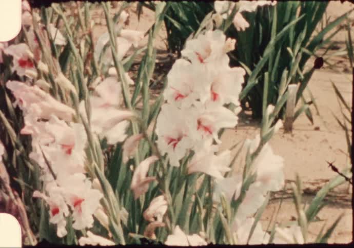White flowers blooming in the plants on a garden at daytime