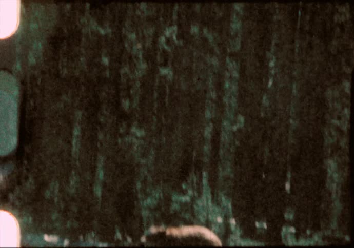 A bear interacts with a man in Yosemite National Park in the 1960's
