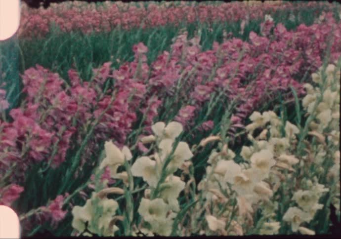 Vintage footage of a field of gladiolus in bloom in the countryside