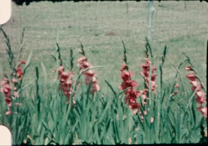 Light red flowers grow on a stalk near a field