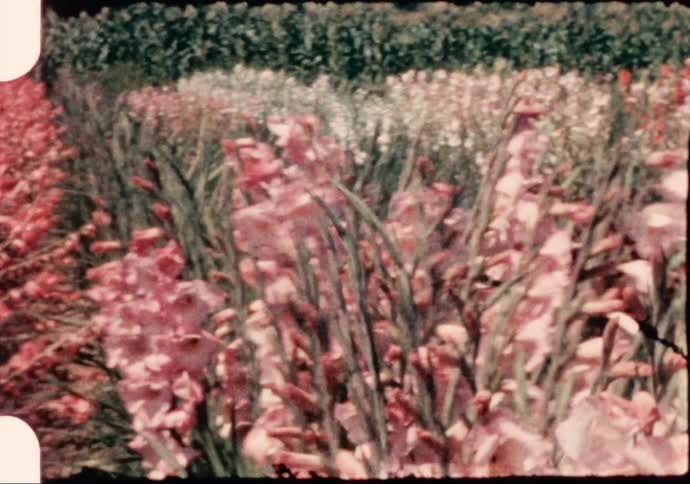 A view of flowers in a field