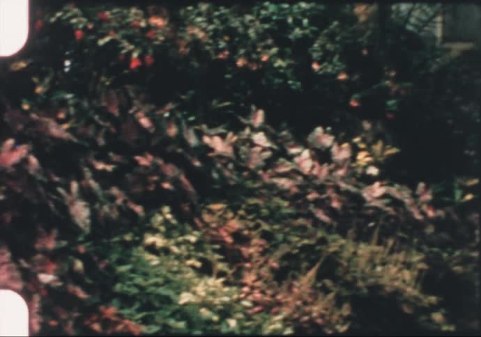 A man with a shirt walking towards plants flowers and trees