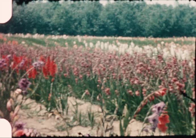 A field with flowers with trees the sky and clouds in the background