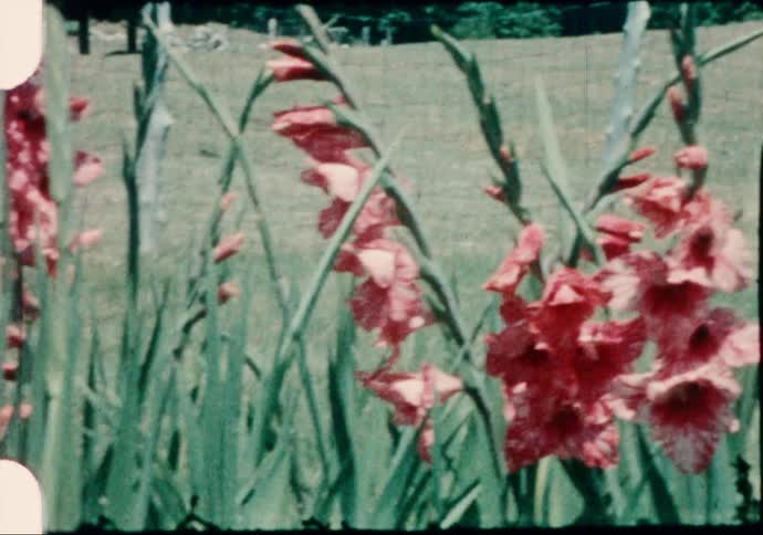 Plants with flowers with a fence a grassy field and trees in the background
