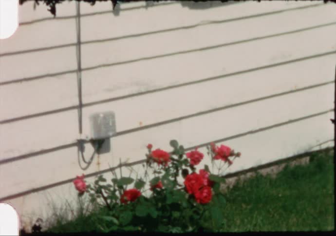 Footage of a plant in a garden is displayed