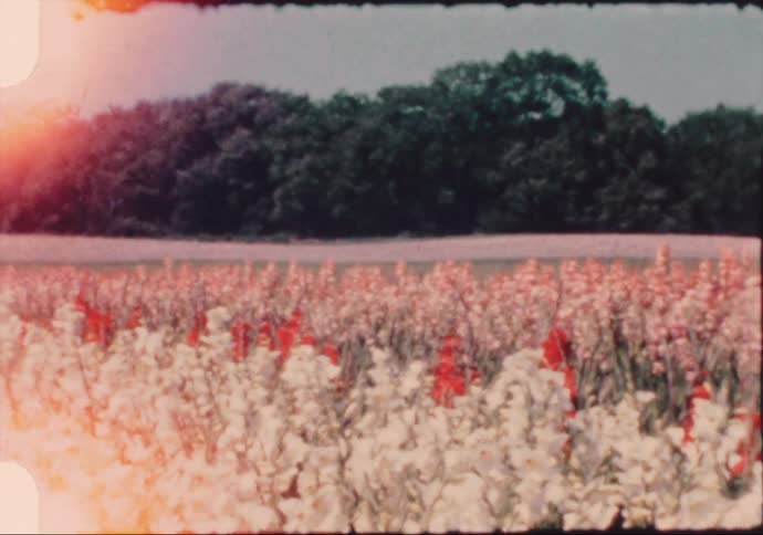 Flowers blooming in a field caught on yellowing film