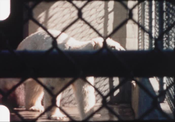 A polar bear walks behind the fence