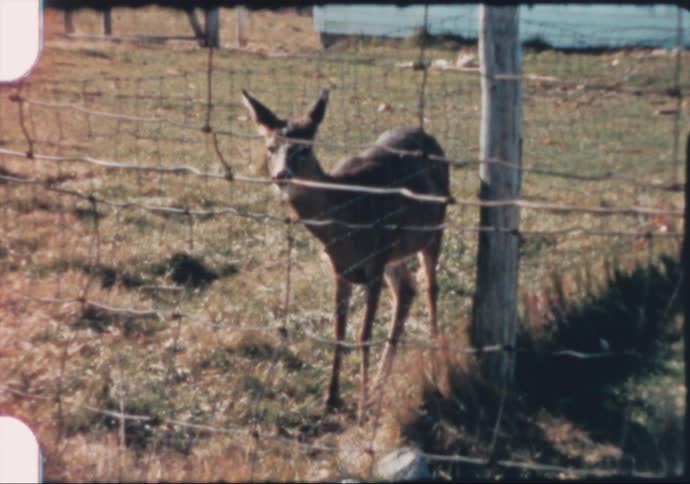 Footage of a deer walking around a fenced area is displayed